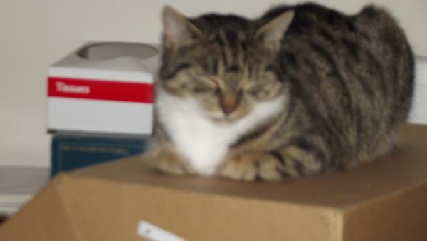 Showing off my lovely 14 year old rescue cat