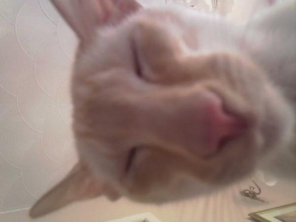 Thread to post photos of your cats