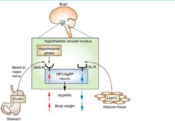 The 5:2 thread number 41: Springing into March or marching into spring? Either way, more sunshine means easier fast days! Come and join us in getting healthier, the fast way.