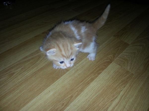 'Ringtail' cat