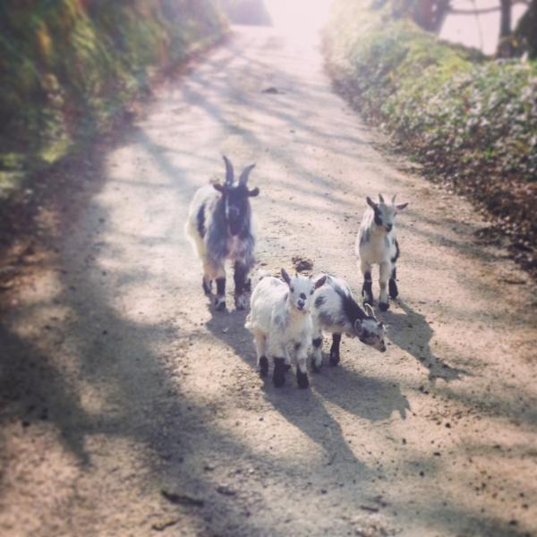 Runners thread - runners of all abilities welcome