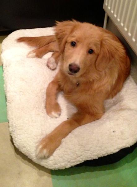 Please help me choose a dog!!