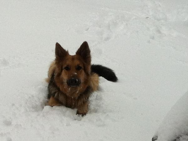 SHOW OFF YOUR DOGS! We can finally post photos here!