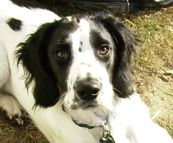 to think that I might love my dog too much. But that if loving him is wrong, I don't wanna be right?...