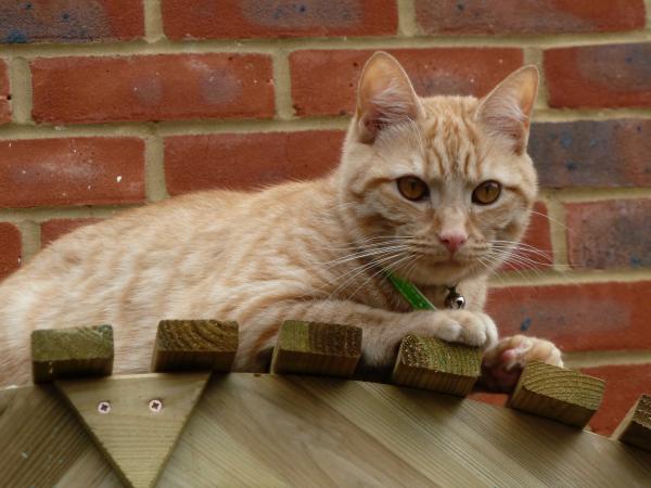 to think my neighbour is being incredibly unreasonable about our cat?