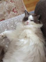 Showing off my lovely 14 year old rescue cat