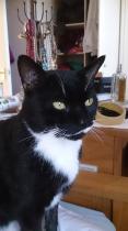Thread to post photos of your cats