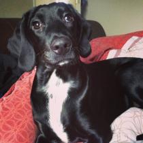 SHOW OFF YOUR DOGS! We can finally post photos here!