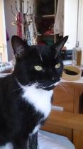 Thread to post photos of your cats