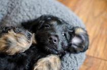 8 week old pup..second night...crates/so much conflicting advice. Help please.