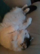 Showing off my lovely 14 year old rescue cat