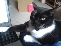Thread to post photos of your cats