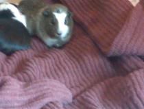 Get your furries out!!