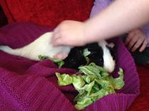 Get your furries out!!