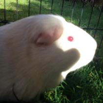 Get your furries out!!