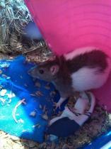 Get your furries out!!