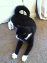 'Ringtail' cat