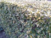 I'm worried about my bush