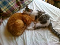 Thread to post photos of your cats
