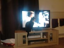 to think my neighbour is being incredibly unreasonable about our cat?