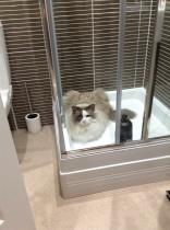 Showing off my lovely 14 year old rescue cat