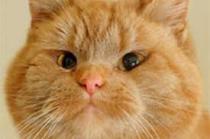 Why are all troublesome cats ginger?