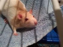 Get your furries out!!