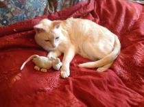 Thread to post photos of your cats