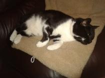 Thread to post photos of your cats