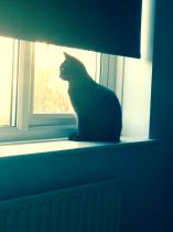 Thread to post photos of your cats