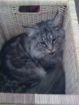 Thread to post photos of your cats