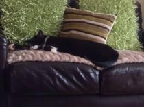 to think my neighbour is being incredibly unreasonable about our cat?
