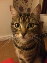 Thread to post photos of your cats