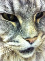 Thread to post photos of your cats