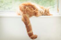 Share your favourite pet pictures for a chance to win £100 John Lewis voucher and copies of Jacqueline Wilson's Paws and Whiskers