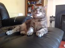 Showing off my lovely 14 year old rescue cat