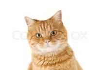 Why are all troublesome cats ginger?