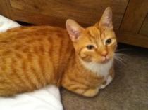 Thread to post photos of your cats