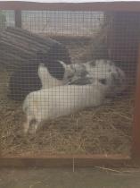 Get your furries out!!