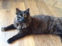 Thread to post photos of your cats