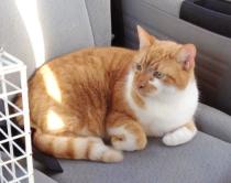 Thread to post photos of your cats