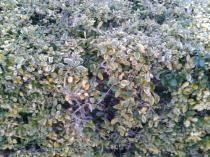 I'm worried about my bush