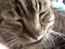 Thread to post photos of your cats