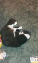 Thread to post photos of your cats