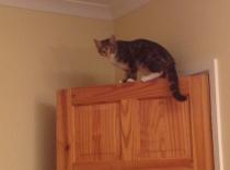 Showing off my lovely 14 year old rescue cat