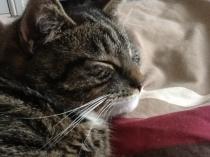 Showing off my lovely 14 year old rescue cat