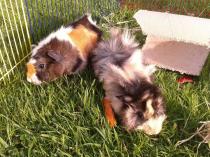 Get your furries out!!