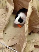 Get your furries out!!