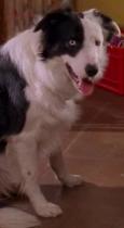 What breed is this dog?