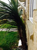 Wtf has the builder done to my plant!!?